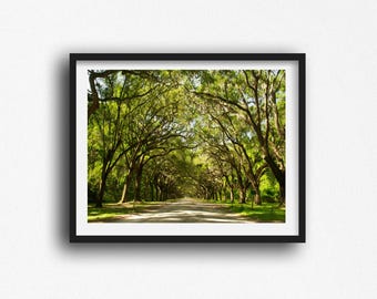 May include: A framed print featuring a scenic road lined with large trees, creating a natural archway. The road is dirt, and the trees are lush green, with sunlight filtering through the leaves. The frame is black.