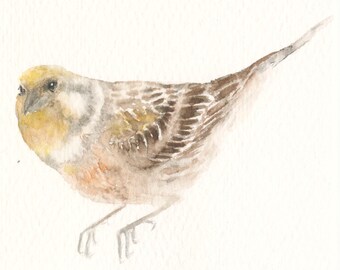 Original Miniature Watercolor Painting Tiny Brown and Yellow Bird - Bird Gift