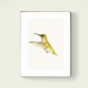 Yellow Hummingbird - Watercolor Bird Art Print