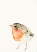 Robin Bird Art Print from Original Watercolor 