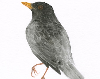 Blackbird Original Watercolor Bird Painting