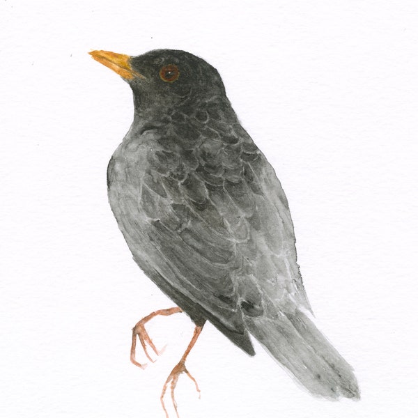 Original Vogel Aquarell Amsel