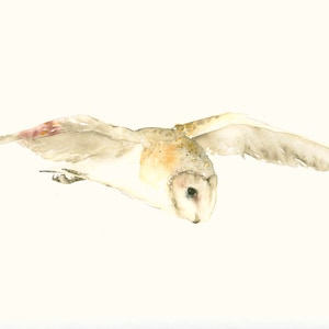 Barn Owl in Flight Watercolor Fine Art Print - Owl Painting, Woodland Animal Wall Decor