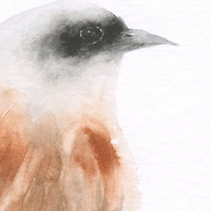 Bird Art Watercolor Original Painting Red-backed Shrike image 3