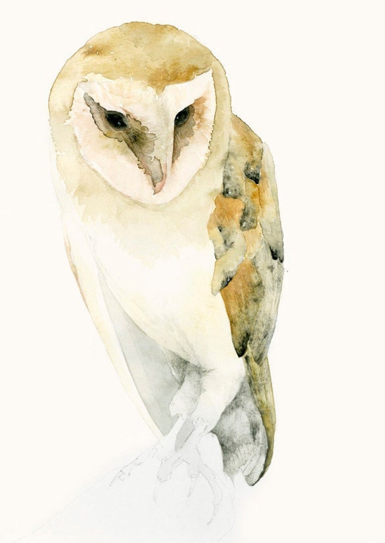 Barn Owl Watercolor Print Bird Wall Art, Gift for Owl Lover image 2