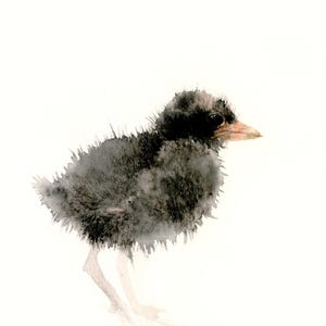 Può includere: Dipinto ad acquerello di un piccolo uccello nero e soffice con becco marrone chiaro e zampe delicate. L'uccello è ambientato su uno sfondo bianco, creando un'estetica minimalista. L'opera cattura le morbide piume dell'uccello.