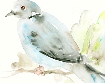 Bird Art Print from Original Watercolor Painting Little Grey Dove