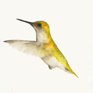 Yellow Hummingbird Watercolor Bird Art Print - Humming Bird Wall Decor