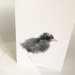 Blanko Kunst Grußkarte junges Teichhuhn