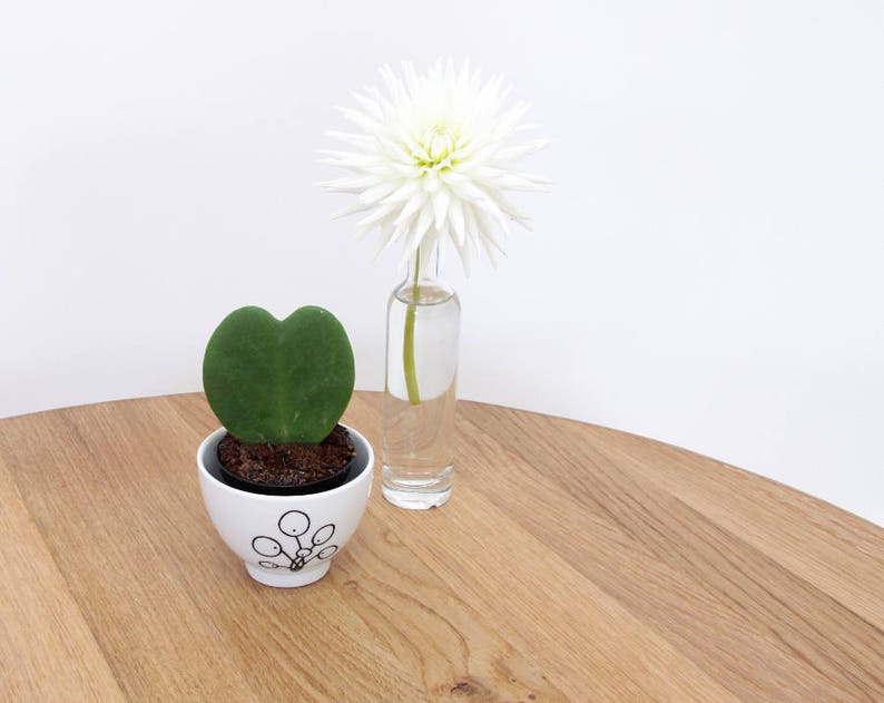 Pilea cup Planter Pilea peperomioides dip bowl