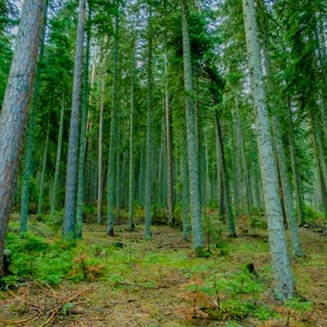 Pine Forest Photography Print: Mystical Green Nature Art (Digital Download)