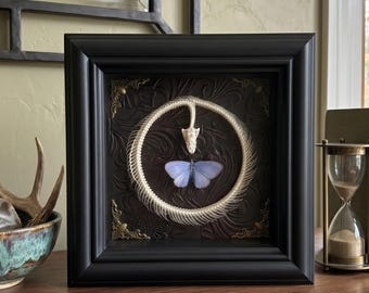Real Snake Skeleton & Blue Butterfly Frame | Gothic Wall Art | 5.5" Shadow Box | Dark Academia Decor