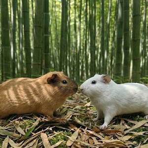 Ethical Guinea Pig Specimen - Oddities and Curiosities, Dark Academia Decor,Ethically Sourced