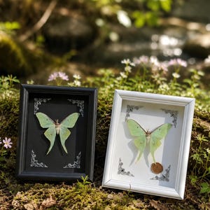 Framed Real Luna Moth – Green Actias Luna Insect for Oddities, Wall Decor, Taxidermy Art