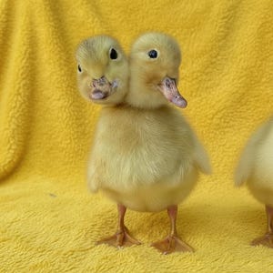 Pode incluir: Um patinho amarelo e fofo de duas cabeças está em pé sobre uma superfície amarela. O patinho tem dois bicos e dois pares de olhos. As penas do patinho são macias e fofas. As pernas e os pés do patinho são visíveis.