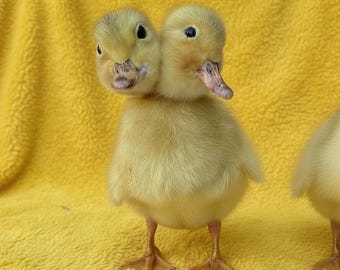 2つの頭を持つ黄色いアヒルの雛の標本 – ユニークな珍品、奇妙なインテリア、完璧な贈り物
