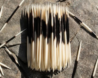 Piquants de porc-épic véritables - Fournitures naturelles pour loisirs créatifs - Longueurs variées - Approvisionnement éthique - Création de bijoux et décoration de vitrine