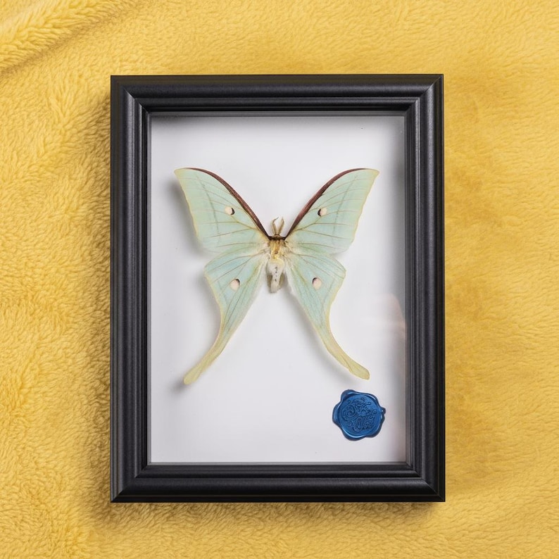 Framed Real Luna Moth – Green Actias Luna Insect for Oddities, Wall ...