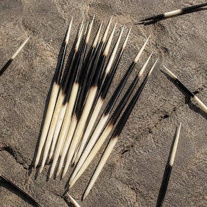 Puede incluir: Una colecci&oacute;n de p&uacute;as de puercoesp&iacute;n largas y afiladas con un degradado de color distintivo. Cada p&uacute;a transita desde una base de color blanco crema hacia una punta negra afilada. Las p&uacute;as est&aacute;n dispuestas en un grupo, con varias unidades dispersas.