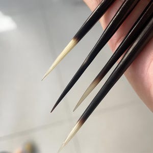 Puede incluir: Un conjunto de cuatro p&uacute;as de puercoesp&iacute;n largas y delgadas, cada una con una punta afilada. Las p&uacute;as muestran un degradado de color distintivo, que transita desde una base de color marr&oacute;n oscuro o negro hacia una punta m&aacute;s clara, crema y transl&uacute;cida.