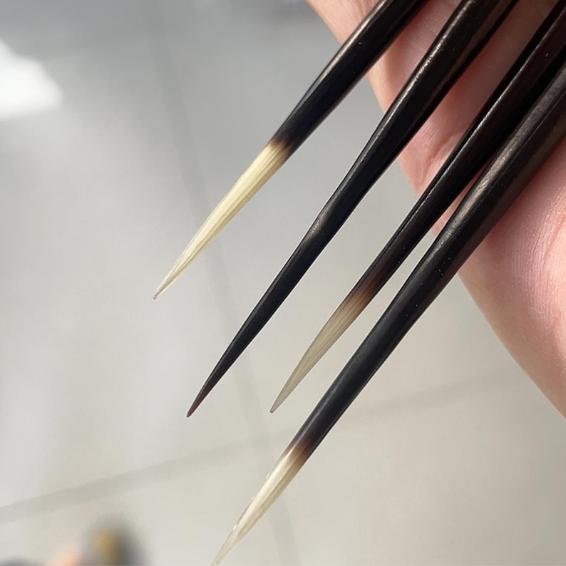 Puede incluir: Un conjunto de cuatro p&uacute;as de puercoesp&iacute;n largas y delgadas, cada una con una punta afilada. Las p&uacute;as muestran un degradado de color distintivo, que transita desde una base de color marr&oacute;n oscuro o negro hacia una punta m&aacute;s clara, crema y transl&uacute;cida.