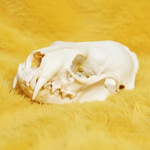 May include: A white animal skull with prominent teeth and eye sockets, set against a yellow, textured backdrop. The skull's structure is clearly defined, highlighting its natural form. The contrast between the skull and the background is striking.