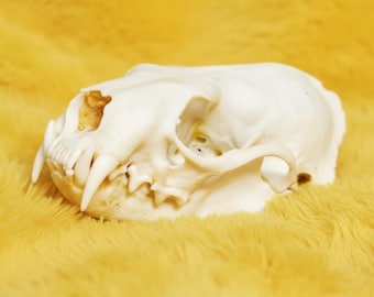 May include: A close-up of a white animal skull with visible teeth and eye sockets. The skull is set against a yellow, textured background, creating a stark contrast. The skull's details are clearly visible, showcasing its natural form.