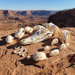 Op de afbeelding: Een verzameling dierenschedels en -skeletten, waaronder een alligatorschedel, een slangen skelet en diverse andere dierenschedels, zijn gerangschikt op een roodbruin rots oppervlak. De achtergrond toont een canyon.