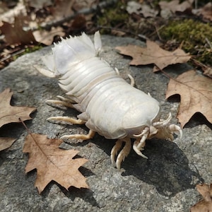 Ethisch bezogenes riesiges Isopoden-Exemplar | Konservierte Meeres Kuriosität für Naturgeschichte Sammler & Einzigartige Dekor