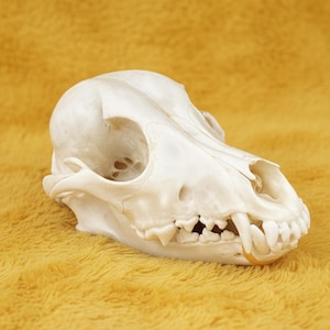 May include: A close-up of a dog skull, displaying its bone structure and teeth. The skull is a creamy white colour and is set against a textured, golden-yellow background. The canine teeth are visible, and the image is well-lit and detailed.