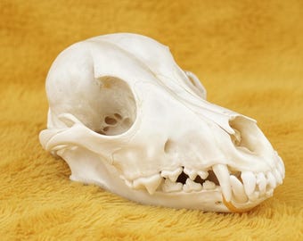 Authentic Coyote Skull | Ethically Sourced Wildlife Specimen | Taxidermy Art | Unique Natural History Collectible | Wildlife Curio Gift