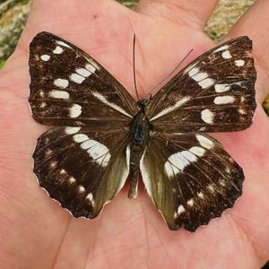 Exquisite Real Butterfly Specimen, Natural Insect Art, Preserved Butterfly for Wall Decor, Unique Educational Gift, Nature Lover&#39;s Display