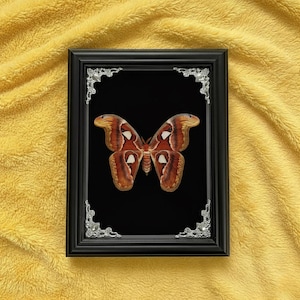 Real Atlas Moth Specimen, Attacus Atlas – Dried & Framed Moth for Gothic or Nature-Inspired Wall Decor
