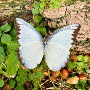 Real Butterfly Specimen, Butterfly Display, Preserved Lepidoptera for Nature Lovers, Unique Educational Gift for Collectors and Artists