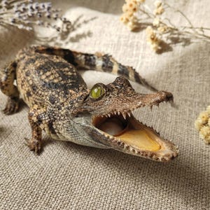 Ejemplar real de caimán - Reptil disecado / De origen ético / Decoración para vitrina de curiosidades