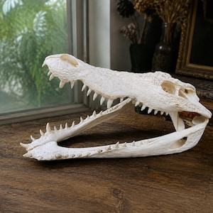 May include: An off-white alligator skull with an open jaw, displaying a full set of sharp, pointed teeth. The bone texture is weathered and porous, showing natural ridges and eye sockets. The skull is positioned horizontally on a dark surface.