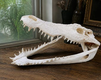 Lot of 20 Scratch and Dent Alligator Heads | Real Louisiana Gator