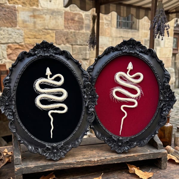 Marco ovalado gótico con esqueleto de serpiente real / Arte mural barroco / Exhibidor de terciopelo rojo y negro / Decoración Dark Academia