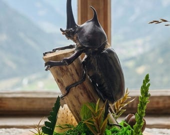 Echter Nashornkäfer im Glasdom - Insekt Terrarium Micro-Landschaft, Kuriositäten Schreibtisch Deko