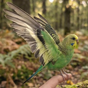 May include: A green parakeet with yellow and black markings, wings outstretched. The bird's plumage features shades of green, yellow, black, and grey. The parakeet is shown in a natural outdoor environment, with a blurred background.