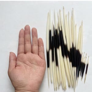 Puede incluir: Una colecci&oacute;n de p&uacute;as de puercoesp&iacute;n largas y afiladas con un patr&oacute;n de color distintivo, con puntas y bases de color crema separadas por una banda ancha de color marr&oacute;n oscuro a negro en el centro. Las p&uacute;as var&iacute;an en longitud y tama&ntilde;o.