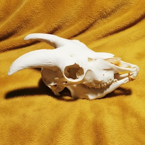 Może przedstawiać: Biała czaszka zwierzęcia z zakrzywionymi rogami i widocznymi zębami. Czaszka jest umieszczona na żółtym tle. Mały, przezroczysty kamień jest widoczny wewnątrz czaszki.