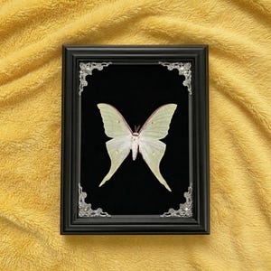 Polilla Luna Real Enmarcada – Insecto Actias Luna Verde para Curiosidades, Decoración de Pared, Arte de Taxidermia