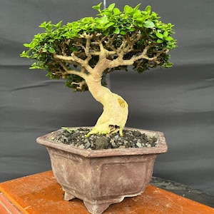 Real picture Bonsai Premna Microphylla good style Plant Small mame Size Rare