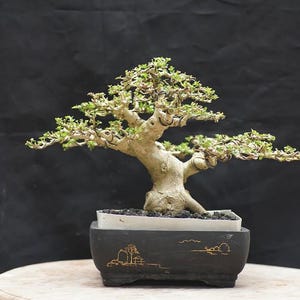 Real picture Bonsai Premna Microphylla good style Plant Small mame Size Rare