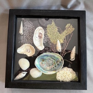 May include: A square black shadow box frame containing a collection of various seashells, including a large iridescent abalone shell, white bivalves, spiral shells, and a piece of yellow fan coral arranged against a dark background.