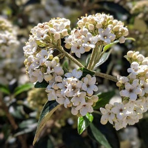 May include: Close-up of a cluster of white flowers with yellow centers, surrounded by green leaves. The flowers are in full bloom, with multiple small petals. The image is well-lit, highlighting the details of the blossoms.