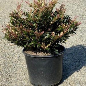 Distylium Spring Frost™