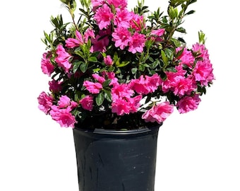 Azalea Pink Ruffle