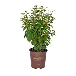 May include: A potted plant with vibrant green leaves and a brown pot. The pot has the text "Southern Living plant collection" printed on it. The plant is set against a white background.